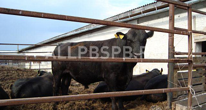 Продается  ферма по разведению племенного крс