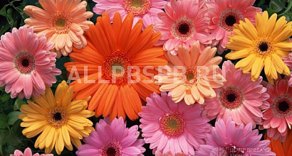 Продается  цветочный магазин в ювао