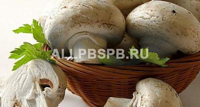 Производство шампиньонов