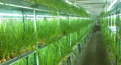 Прибыльная теплица в собственность