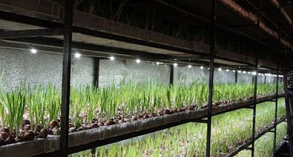 Прибыльная теплица для выгонки лукового пера