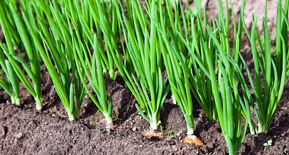 Тепличное производство лука