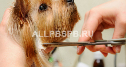 Груминг салон