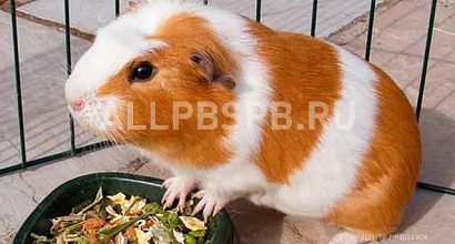 Продажа:  Зоомагазин готовый бизнес