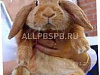 Готовый бизнес  хозяйство по выращиванию кроликов