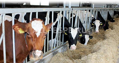 Внимание:  Продажа фермерского хозяйства в Ростовской области