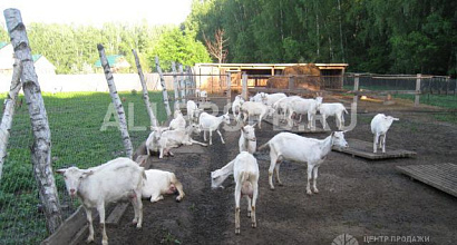 Продается  козья ферма