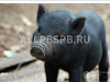Продажа:  инвестиции в животноводство 