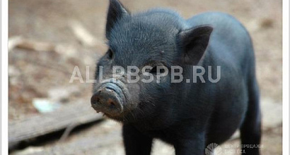 Продажа:  инвестиции в животноводство 