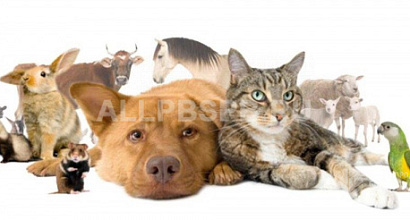 Социальная сеть