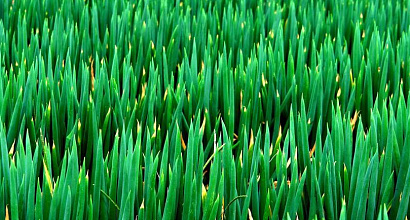 Тепличное производство зелени