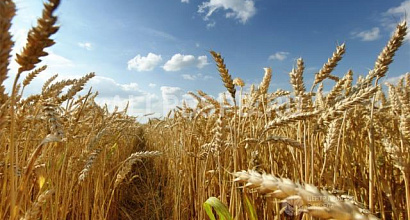 Продается  продаю действующую фермерское хоз с домами и полем