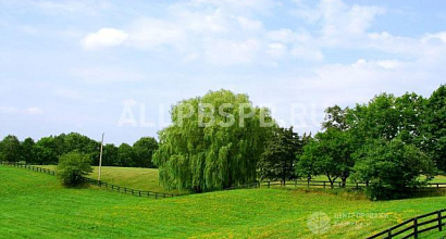 Готовый бизнес  организация ооо &quot;алтек групп&quot; чистая