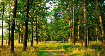 Продается  бизнеса по переработке леса