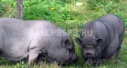 Продажа:  ищем инвестиции в сельское хозяйство, стартап