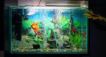 Вендинг с рыбками