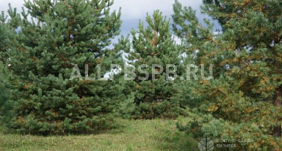 Продается  питомник растений крупномеров