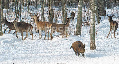 Продается  охотничье хоз-во 26.5 тыс. га с лицензией до 2030 