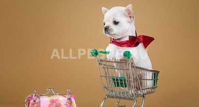 Прибыльный интернет-магазин зоотоваров