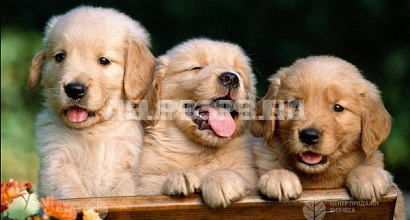 Зоомагазин, зоосалон, зоогостиница