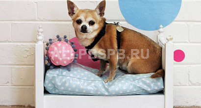 Отель для питомцев