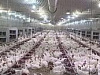 Продажа:  Продается сельскохозяйственный бизнес