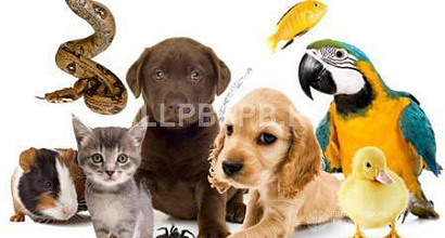 Продажа:  зоомагазин, район метро кузьминки 