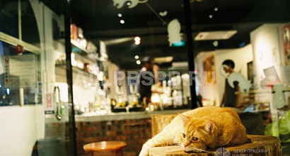 Кошачье кафе в Центральном районе