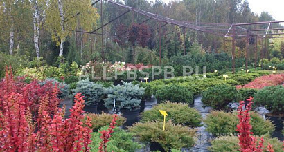 Продажа:  Бизнес по продаже декоративных растений 