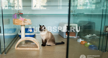 Популярная гостиница для кошек с окупаемостью до года