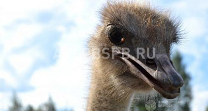 Продажа:  60 га. зко-туризм и агро комплекс. 4 км. от города 