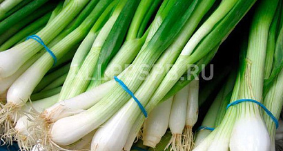 Продается  производство лука с земельным участком