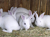 Кролиководческая  ферма