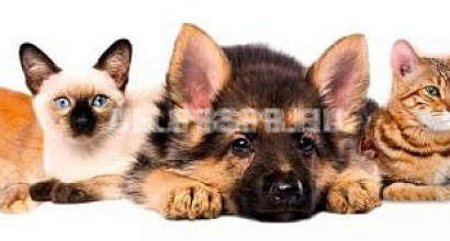 Магазин зоотоваров