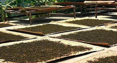 50 % доли крупного чайного производства