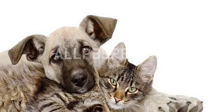 Продажа:  Продажа зоомагазина, сзао 