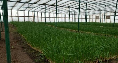 Продажа готовый бизнес производство зеленого лука