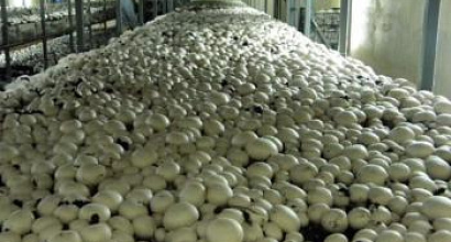 Продаётся комплекс по выращиванию шампиньонов построенный голландскими специалистами.