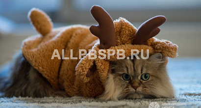 Зоомагазин в Калиниском районе