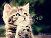 Продажа:  ветеринарная клиника м. улица скобелевская
