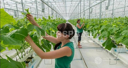 Краснодар. Агропромышленное предприятие