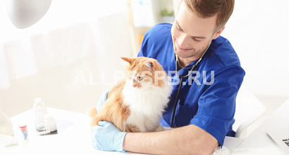 Многопрофильная ветеринарная клиника