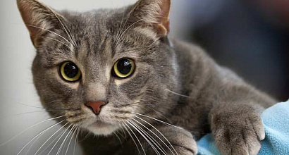 Высокодоходное производство биотуалетов для кошек