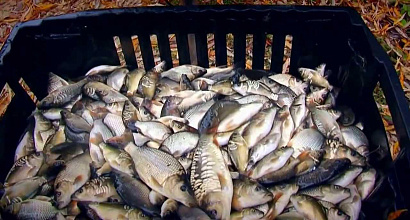 Рыболовное хозяйство в Калужской области