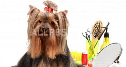 Готовый бизнес  груминг-салон в проходном месте