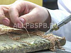Продажа:  производство ювелирных украшений 