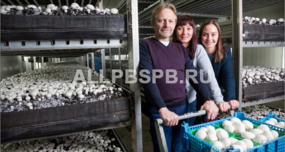 Грибное производство в Серпухове