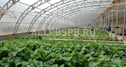 Готовый бизнес  инвестиции в фермерское хозяйство. растениеводство