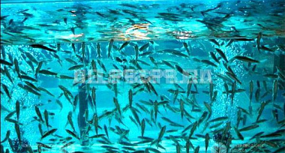 Fish-пилинг в Республике Крым