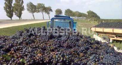 Продажа:  продаю плодоносящий виноградник (дорога на крым)